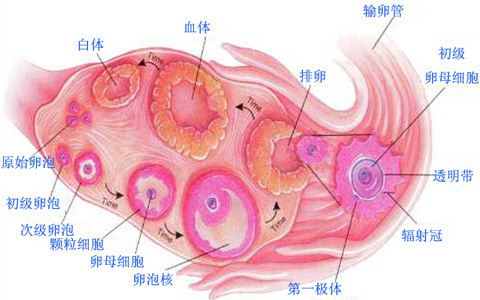 一个卵子的奋斗史