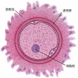 一个卵子的奋斗史