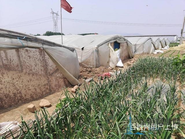 出售蚂蚱苗、蝗虫苗