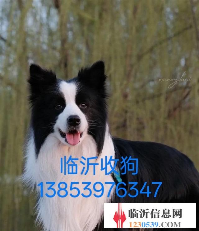 临沂收狗回收宠物狗电话